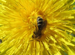 Andrena dorsata