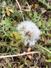 Taraxacum eriophorum