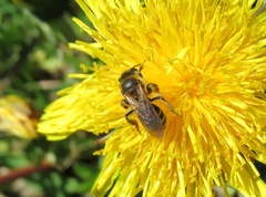 Andrena dorsata