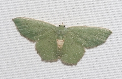 Chloropteryx nordicaria