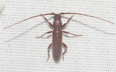 Geropa concolor