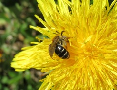 Andrena dorsata
