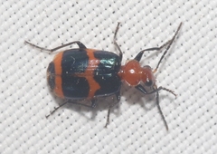 Lebia bitaeniata