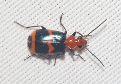 Lebia bitaeniata