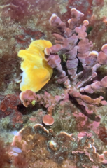 Cryptolithodes typicus