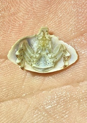 Cryptolithodes typicus