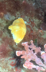 Cryptolithodes typicus