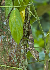 Anolis brooksi