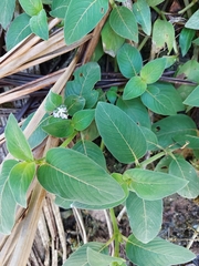 Coccocypselum lanceolatum