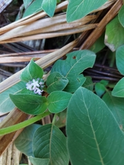 Coccocypselum lanceolatum