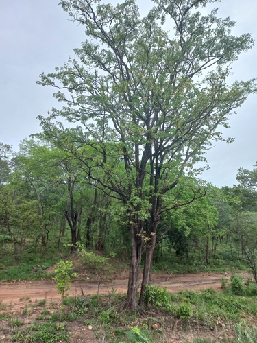 Mopane