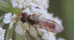 Chamaesphegina macra