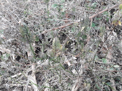 Dyschoriste hirsutissima