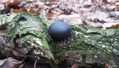 Daldinia