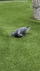 Columba livia domestica