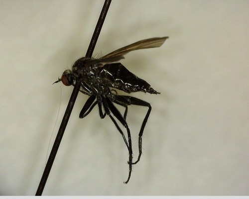 iNaturalist observation photo of Dance Flies