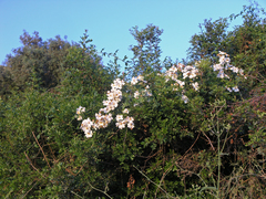 Rosa sempervirens image