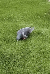 Columba livia domestica