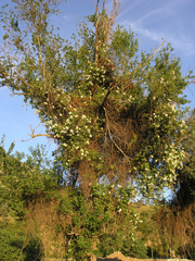 Rosa sempervirens image