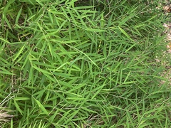 Pogonatherum paniceum
