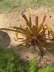 Aechmea blanchetiana
