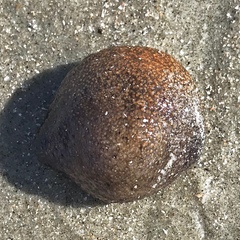 Sclerodactyla briareus