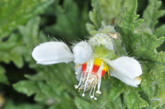 Blumenbachia hieronymi