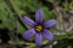 Sisyrinchium chilense
