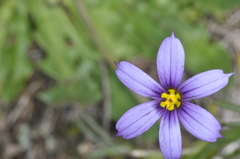 Sisyrinchium chilense