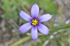 Sisyrinchium chilense