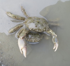 Cyrtograpsus angulatus