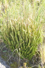 Phlegmariurus saururus