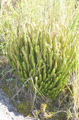 Phlegmariurus saururus