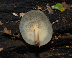 Filoboletus gracilis