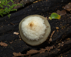 Filoboletus gracilis