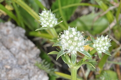 Eryngium nudicaule