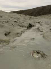 Cyrtograpsus angulatus