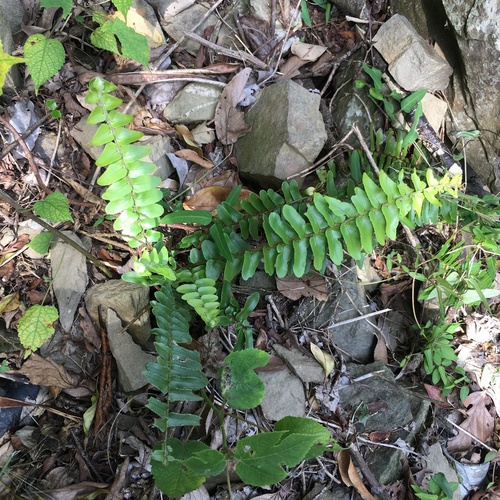 Nephrolepis × hippocrepicis iNat (2)