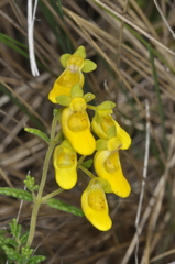 Calceolaria teucrioides