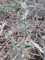 Dyschoriste hirsutissima