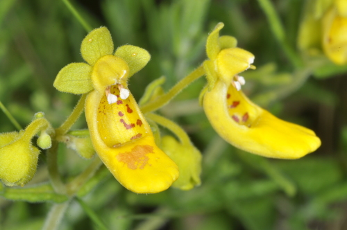 Calceolaria teucrioides (Calceolaria teucrioides)
