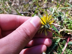 Taraxacum rubicundum
