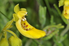 Calceolaria teucrioides