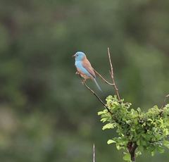 Uraeginthus cyanocephalus
