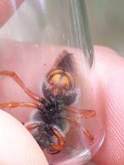 Rhodanthidium sticticum