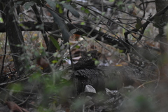 Antrostomus carolinensis