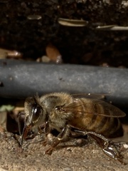 Apis mellifera