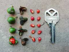 Trichilia havanensis