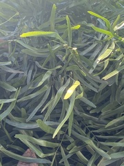 Zamia erosa