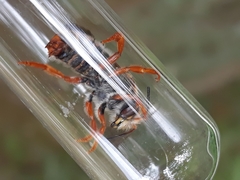 Rhodanthidium sticticum